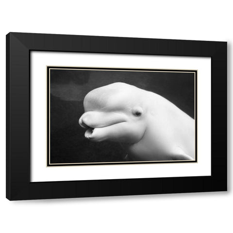 Beluga Whale Black Modern Wood Framed Art Print with Double Matting by Highsmith, Carol
