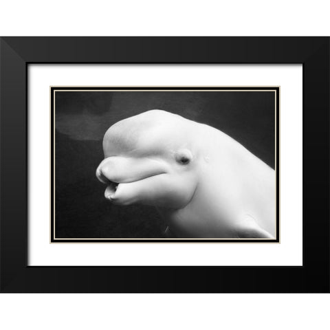 Beluga Whale Black Modern Wood Framed Art Print with Double Matting by Highsmith, Carol
