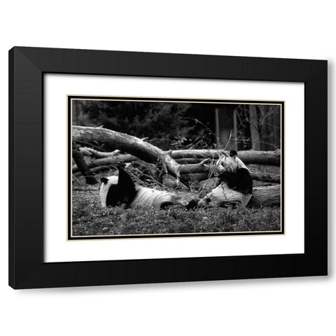Giant pandas Black Modern Wood Framed Art Print with Double Matting by Highsmith, Carol