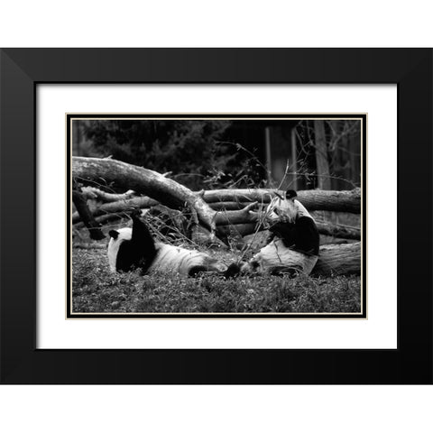 Giant pandas Black Modern Wood Framed Art Print with Double Matting by Highsmith, Carol