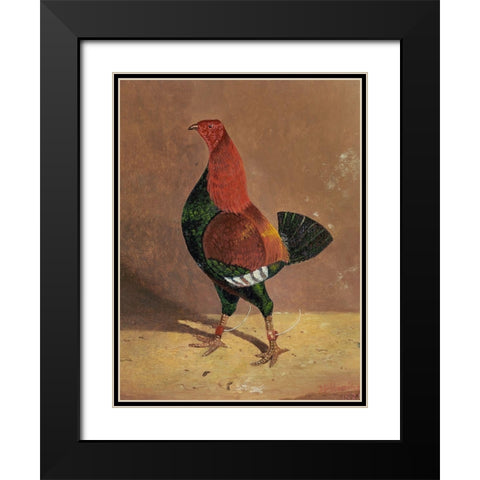 Fighting Cocks-a Dark-Breasted Fighting Cock-Facing Left Black Modern Wood Framed Art Print with Double Matting by Herring, John Frederick