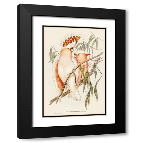 Leadbeaters Cockatoo-Cacatua Leadbeaterii Black Modern Wood Framed Art Print with Double Matting by Gould, John