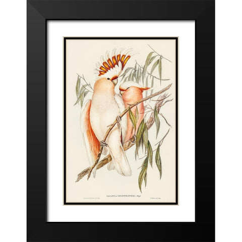 Leadbeaters Cockatoo-Cacatua Leadbeaterii Black Modern Wood Framed Art Print with Double Matting by Gould, John