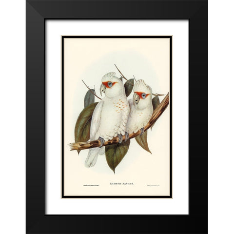 Long-billed Cockatoo-Licmetis nasicus Black Modern Wood Framed Art Print with Double Matting by Gould, John