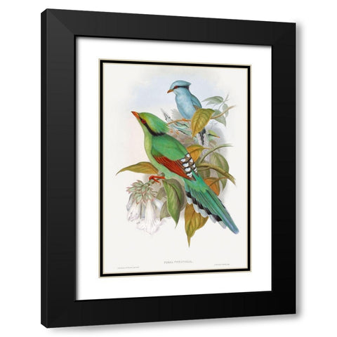 Cissa Venatoria Black Modern Wood Framed Art Print with Double Matting by Gould, John