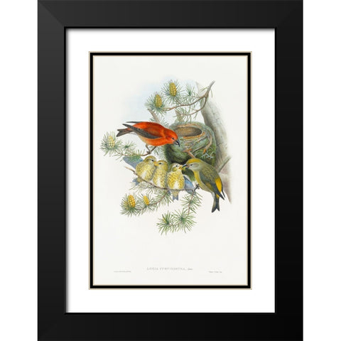 Loxia Curvirostra-Linn Black Modern Wood Framed Art Print with Double Matting by Gould, John