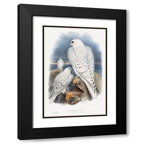 Greenland Falcon Black Modern Wood Framed Art Print with Double Matting by Gould, John
