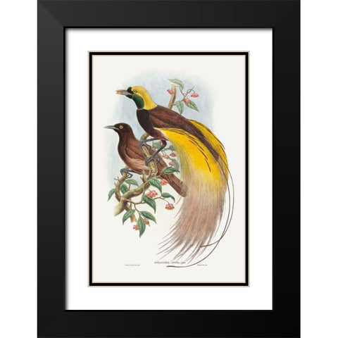 Bird of Paradise-Paradisea apoda Black Modern Wood Framed Art Print with Double Matting by Gould, John