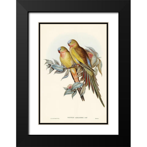The Princess of Waless Parakeet-Polytelis Alexandrae Black Modern Wood Framed Art Print with Double Matting by Gould, John