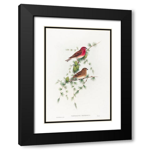 Carpodacus erythrinus-Common Rose Finch Black Modern Wood Framed Art Print with Double Matting by Gould, John
