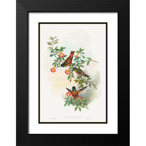 Helianthea eos-Golden Star-frontlet Black Modern Wood Framed Art Print with Double Matting by Gould, John