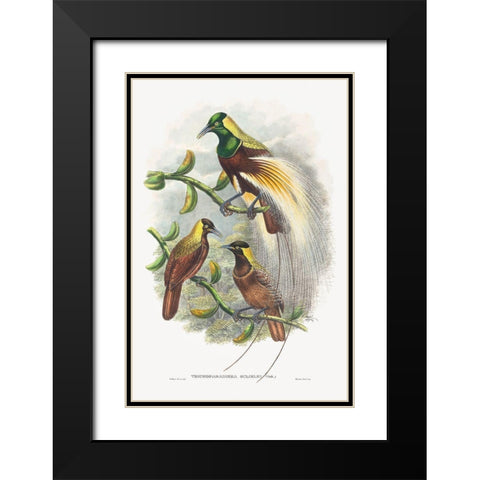 Trichoparadisea Gulielmi Black Modern Wood Framed Art Print with Double Matting by Gould, John