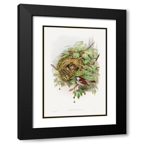 Passer Domesticus-House Sparrow Black Modern Wood Framed Art Print with Double Matting by Gould, John
