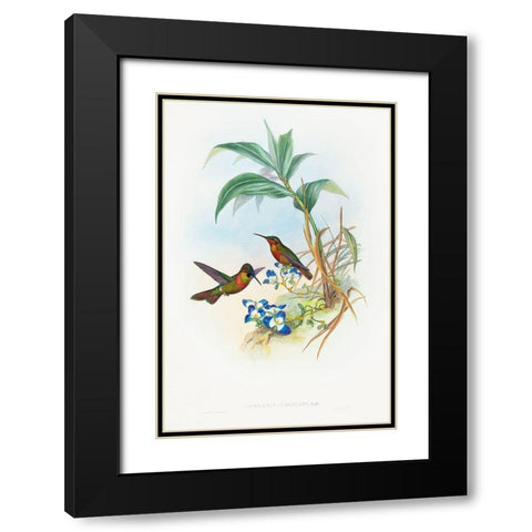 Clytolaema aurescens-Banded Ruby or Goulds Ruby Black Modern Wood Framed Art Print with Double Matting by Gould, John