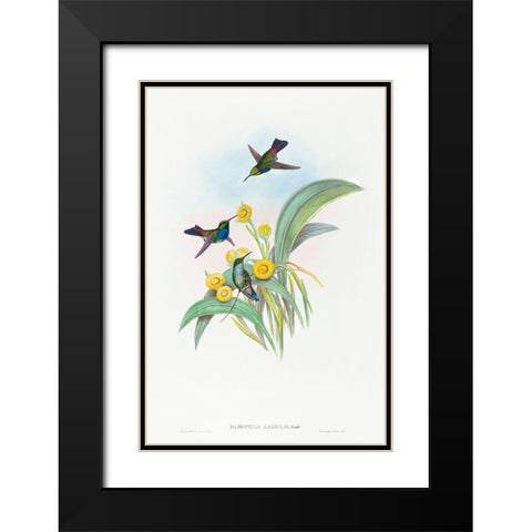 Damophila amabilis-Blue-breasted Hummingbird Black Modern Wood Framed Art Print with Double Matting by Gould, John