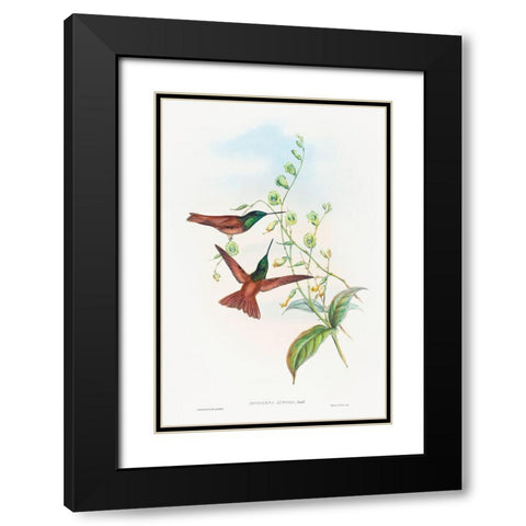 Diphogena aurora-Goulds Rainbow Black Modern Wood Framed Art Print with Double Matting by Gould, John