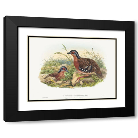 Rufous-breasted Bamboo Partridge-Bambusicola Hyperythra Black Modern Wood Framed Art Print with Double Matting by Gould, John