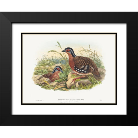 Rufous-breasted Bamboo Partridge-Bambusicola Hyperythra Black Modern Wood Framed Art Print with Double Matting by Gould, John