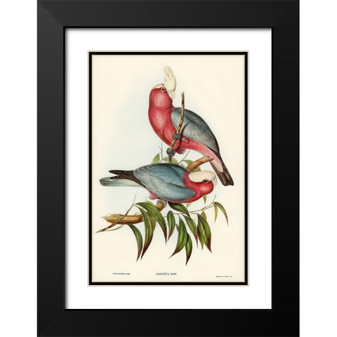 Cacatua Eos-Rose-breasted Cockatoo Black Modern Wood Framed Art Print with Double Matting by Gould, John