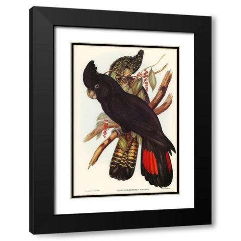 Banksian Cockatoo-Calyptorhynchus Banksii Black Modern Wood Framed Art Print with Double Matting by Gould, John