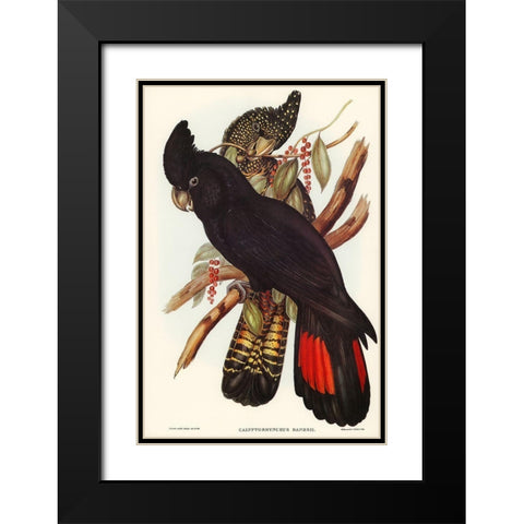 Banksian Cockatoo-Calyptorhynchus Banksii Black Modern Wood Framed Art Print with Double Matting by Gould, John