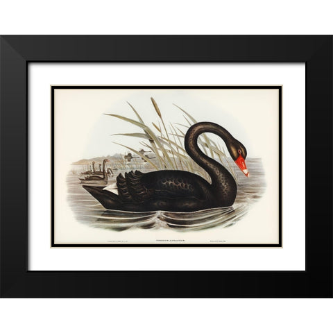 Black Swan-Cygnus atratus Black Modern Wood Framed Art Print with Double Matting by Gould, John
