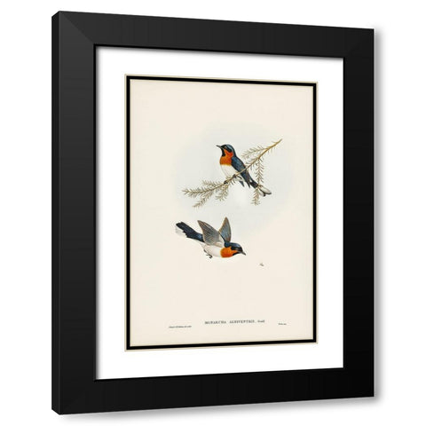 White-bellied Flycatcher-Monarcha albiventris Black Modern Wood Framed Art Print with Double Matting by Gould, John