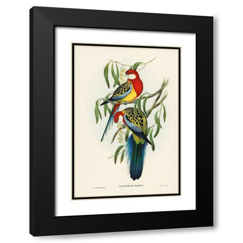 Rose-hill Parakeet-Platycercus eximius Black Modern Wood Framed Art Print with Double Matting by Gould, John