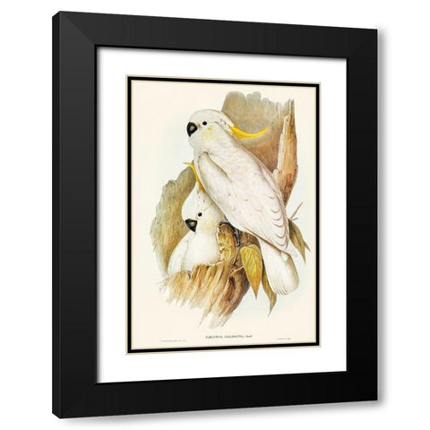 Crested Cockatoo-Cacatua galerita Black Modern Wood Framed Art Print with Double Matting by Gould, John