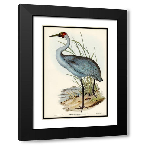 Australian Crane-Grus Australasianus Black Modern Wood Framed Art Print with Double Matting by Gould, John