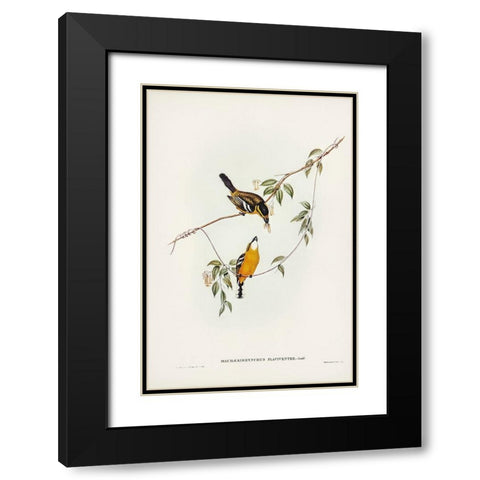 Yellow-breasted Flycatcher-Machaerirhynchus flaviventer Black Modern Wood Framed Art Print with Double Matting by Gould, John