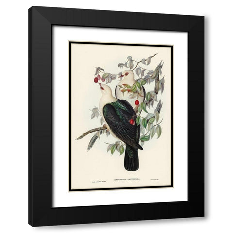 White-headed Fruit Pigeon-Carpophaga leucomela Black Modern Wood Framed Art Print with Double Matting by Gould, John