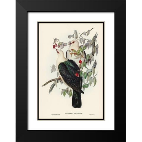 White-headed Fruit Pigeon-Carpophaga leucomela Black Modern Wood Framed Art Print with Double Matting by Gould, John