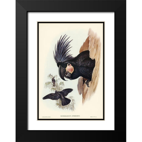Great Palm-Cuckatoo-Microglossus aterrimus Black Modern Wood Framed Art Print with Double Matting by Gould, John