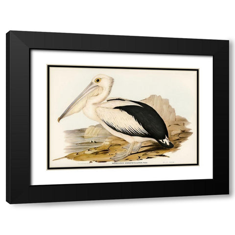 Australian Pelican-Pelecanus conspicillatus Black Modern Wood Framed Art Print with Double Matting by Gould, John