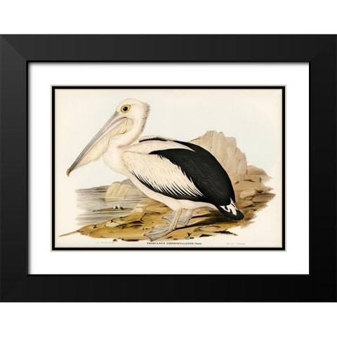 Australian Pelican-Pelecanus conspicillatus Black Modern Wood Framed Art Print with Double Matting by Gould, John