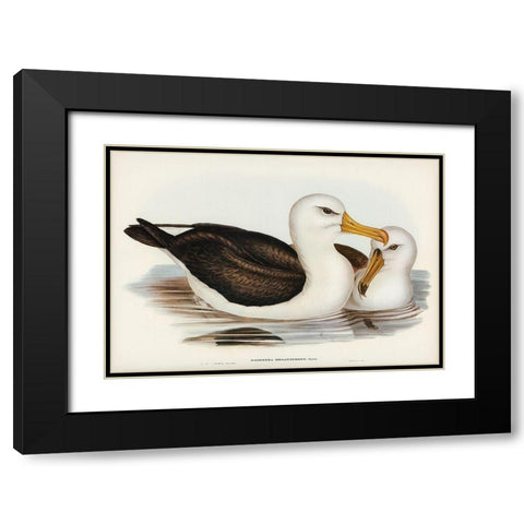 Black-eyebrowed Albatros-Diomedea melanophrys Black Modern Wood Framed Art Print with Double Matting by Gould, John