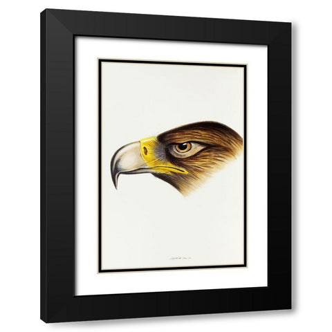 Wedge-tailed Eagle-Aquila fucosa Black Modern Wood Framed Art Print with Double Matting by Gould, John