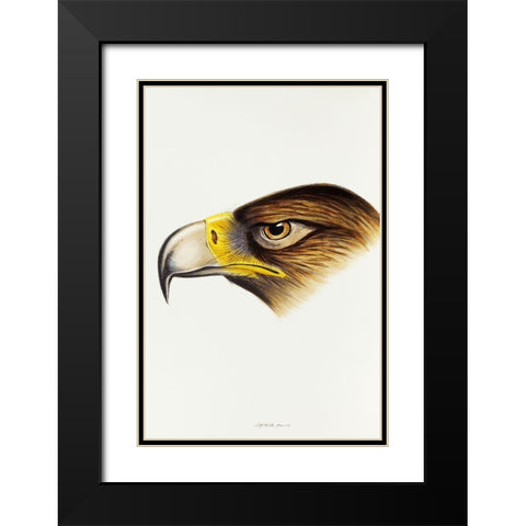 Wedge-tailed Eagle-Aquila fucosa Black Modern Wood Framed Art Print with Double Matting by Gould, John