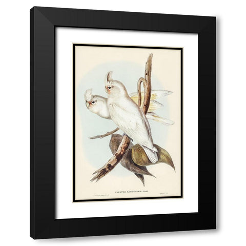Blood-stained Cockatoo-Cacatua sanguinca Black Modern Wood Framed Art Print with Double Matting by Gould, John