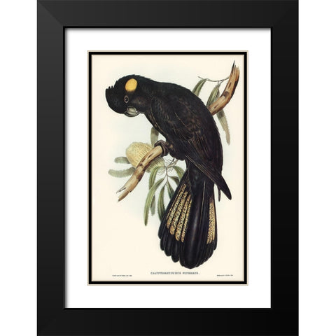 Funereal Cockatoo-Calyptorhynchus funereus Black Modern Wood Framed Art Print with Double Matting by Gould, John