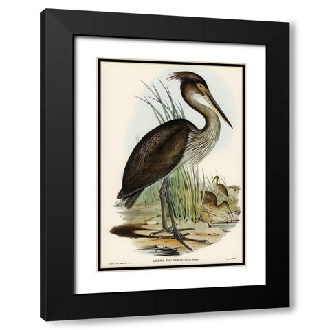 Great-billed Heron-Ardea rectirostris Black Modern Wood Framed Art Print with Double Matting by Gould, John