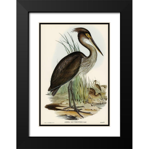 Great-billed Heron-Ardea rectirostris Black Modern Wood Framed Art Print with Double Matting by Gould, John