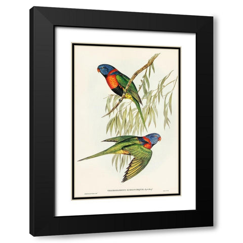 Red-collared Lorikeet-Trichoglossus rubritorquis Black Modern Wood Framed Art Print with Double Matting by Gould, John