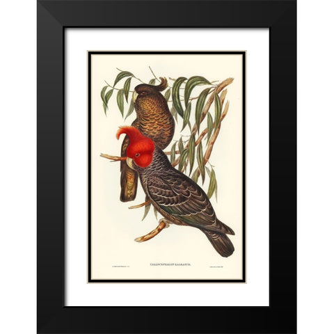 Gang-gang Cockatoo-Callocephalon galeatum Black Modern Wood Framed Art Print with Double Matting by Gould, John
