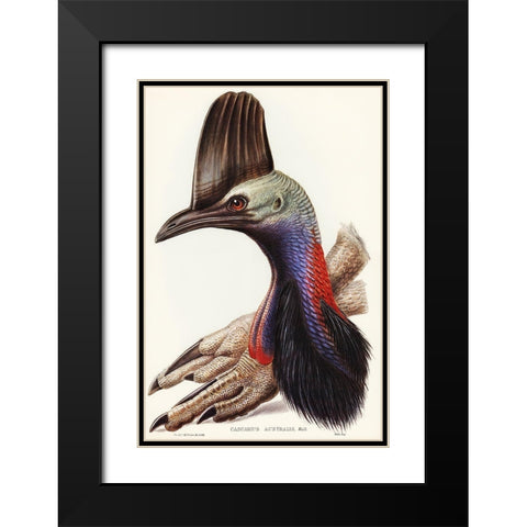 Australian Cassowary-Casuarius australis Black Modern Wood Framed Art Print with Double Matting by Gould, John