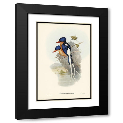 White-tailed Tanysiptera-Tanysiptera Sylvia Black Modern Wood Framed Art Print with Double Matting by Gould, John
