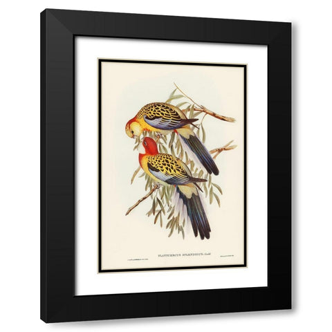 Splendid Parakeet-Platycercus splendidus Black Modern Wood Framed Art Print with Double Matting by Gould, John