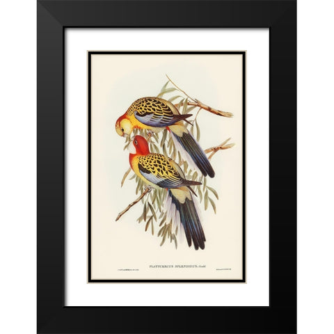 Splendid Parakeet-Platycercus splendidus Black Modern Wood Framed Art Print with Double Matting by Gould, John