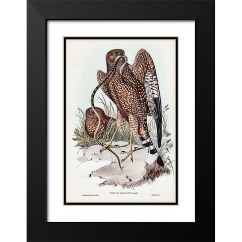 Square-tailed kite-Circus jardinii Black Modern Wood Framed Art Print with Double Matting by Gould, John